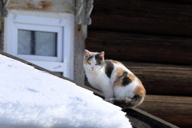 İlkbaharın başlarında köydeki bir ahırın karla kaplı çatısında üç renkli güzel bir kedinin yakın çekimi.