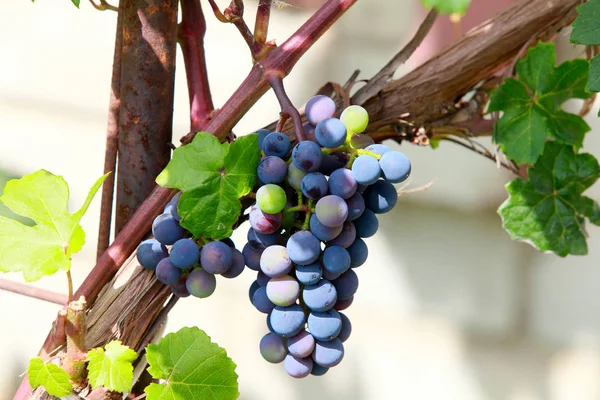 Close Bunch Red Grapes Branch Garden Sunny Summer Day — Stock Photo, Image