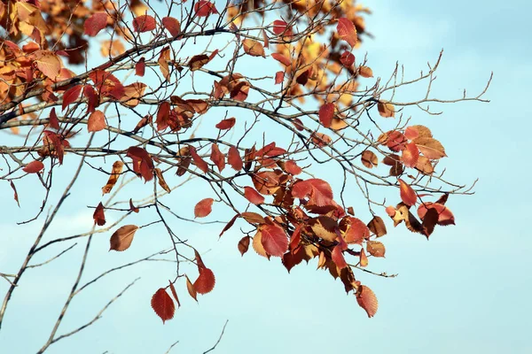 Närbild Hösten Blad Grenarna Mot Den Blå Himlen — Stockfoto