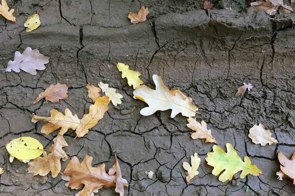 Close Van Eikenherfstbladeren Gebarsten Droge Grond — Stockfoto