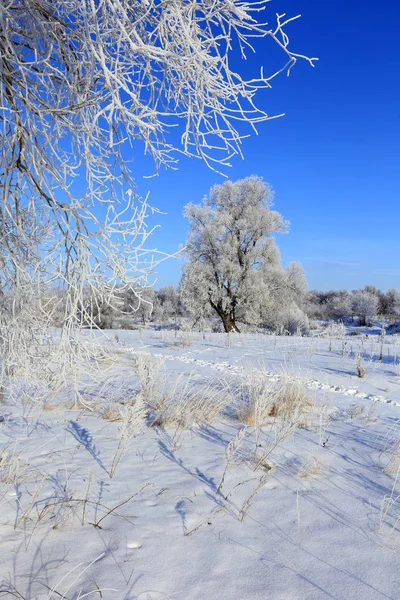 Árboles Paisaje Invernal Las Heladas Campo Nevado Mañana Helada —  Fotos de Stock