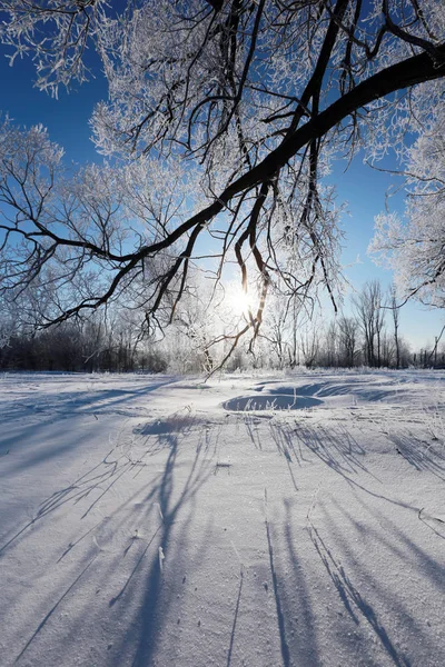 Paysage Hivernal Chênes Gelés Dans Matin Givré Ensoleillé — Photo