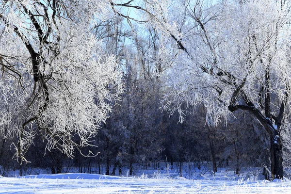 Inverno Paisagem Geada Carvalhos Manhã Gelada Ensolarada — Fotografia de Stock