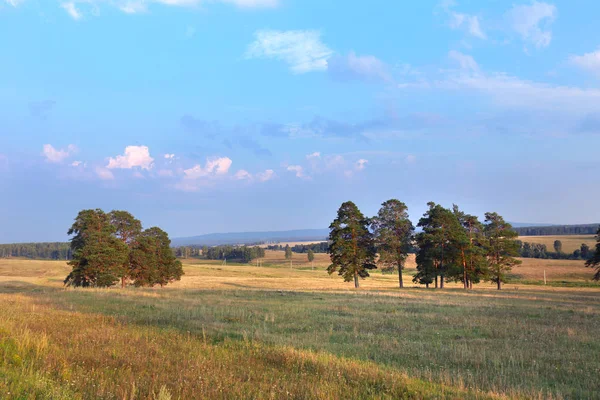 Summer Landscape Group Pine Trees Meadow Sunset — Stock Photo, Image