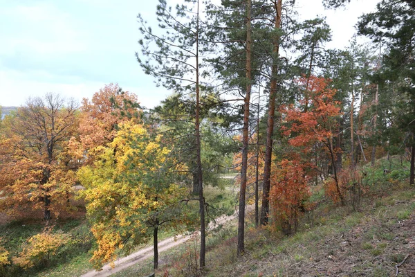 autumn landscape walk in a mixed forest on a cloudy day