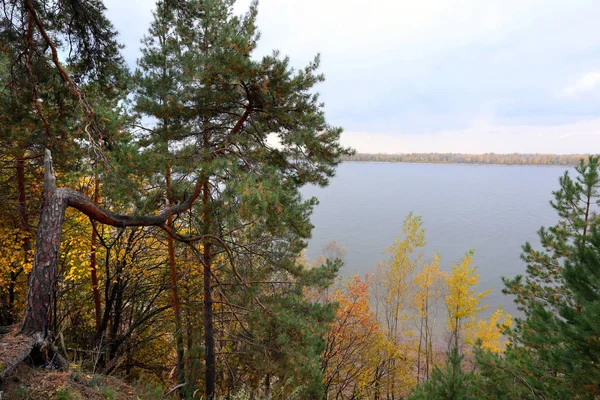 Осінні Пейзажні Прогулянки Змішаному Лісі Похмурий День — стокове фото