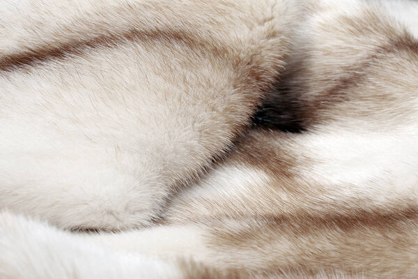 Macro texture of fur mink light color studio