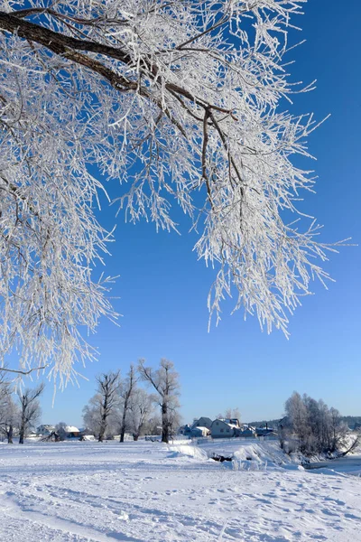 Invierno Paisaje Heladas Robles Soleada Mañana Helada —  Fotos de Stock