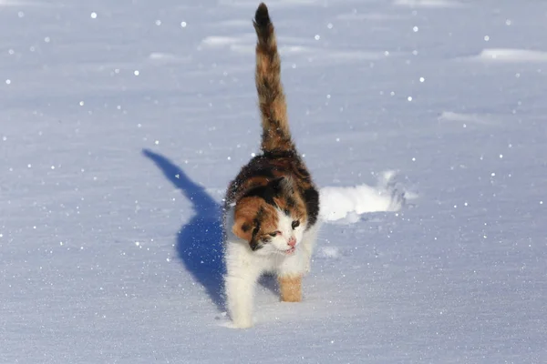 Крупный План Красивой Трехцветной Кошки Сверкающем Снегу Солнечный Морозный День — стоковое фото