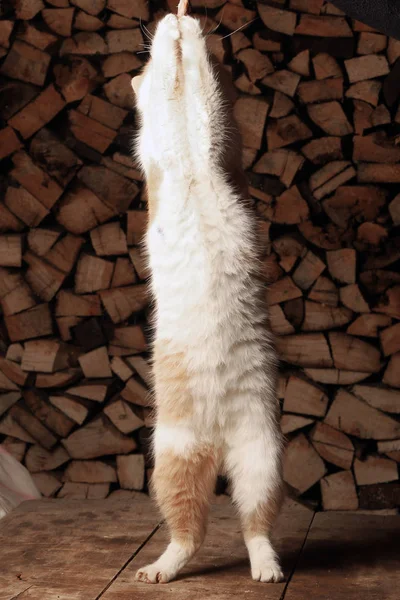 Close Gengibre Gato Suas Patas Traseiras Alcançando Carne Mão Homem — Fotografia de Stock