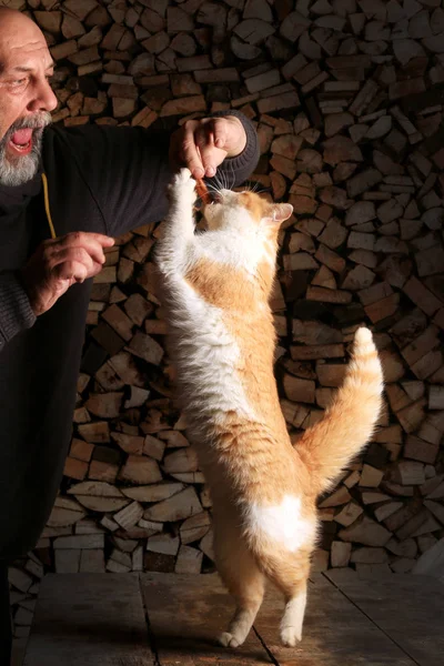 부드러운 고양이가 뒷다리로 사람의 고기를 잡으려 — 스톡 사진