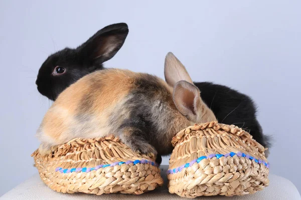 Close Dois Coelhos Preto Bege Sentado Sapatos Fundidos Estúdio Fundo — Fotografia de Stock