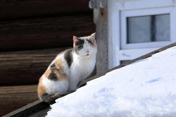 早春の村の納屋の雪に覆われた屋根の上の美しい三色の猫のクローズアップ — ストック写真