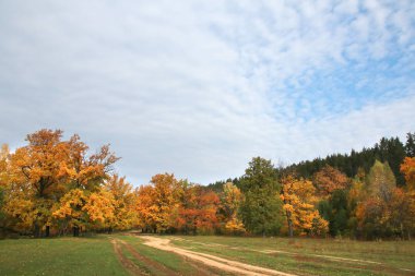 Sonbahar manzarası altın yapraklı meşe ağaçları güneş ışığında sessiz bir sabah