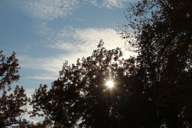 mavi gökyüzüne karşı dallar Close-up sonbahar yaprakları