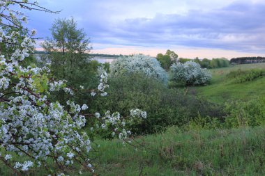 Günbatımında nehir kıyısında çiçek açan elma ağaçları.