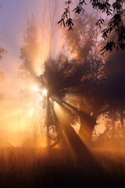 resim gibi yaz manzarası sisli şafak nehrin kıyısındaki bir meşe korusunda