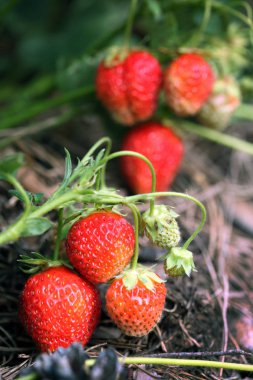 Güneşli bir günde, yaz bahçesindeki çalıların üzerinde olgun bir çilek.
