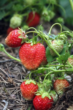 Güneşli bir günde, yaz bahçesindeki çalıların üzerinde olgun bir çilek.