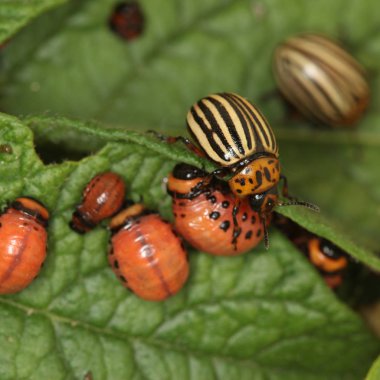 Colorado patates böceği ve larva bahçedeki yeşil patates yapraklarının üzerinde güneş ışığı. 