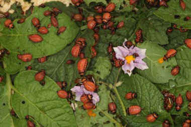 Colorado patates böceği ve larva bahçedeki yeşil patates yapraklarının üzerinde güneş ışığı. 
