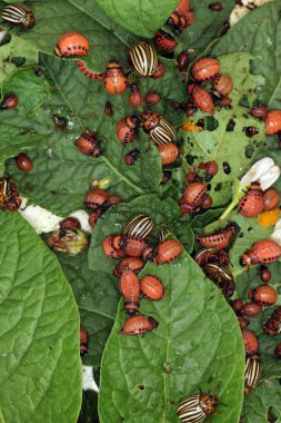 Colorado patates böceği ve larva bahçedeki yeşil patates yapraklarının üzerinde güneş ışığı. 