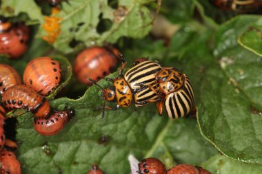 Colorado patates böceği ve larva bahçedeki yeşil patates yapraklarının üzerinde güneş ışığı. 