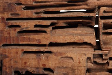 Beyaz stüdyo arka planında tahta karıncaları kesen yakın çekim bloğu.