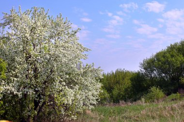 Güneşli bir bahar gününde çiçek açan elma ağacının arka planındaki yeşil ağaçlara yakın plan.