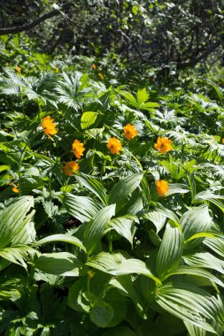 Güneşli bir yaz gününde, Ergaki Batı Sayan deresi boyunca turuncu küre çiçeğinin yakın çekimi.