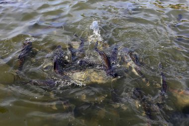 BANGKOK, THAILAND - 15 Aralık 2014: Bangkok, Tayland 'da büyük Som the Chao Phraya Nehri