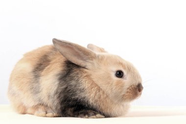 Paskalya tavşanının beyaz arka plan stüdyosundaki yakın çekimi.