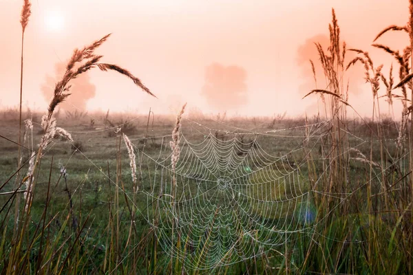 Toiles Araignée Paysage Automne Sur Herbe Sèche Dans Chênaie Dans — Photo