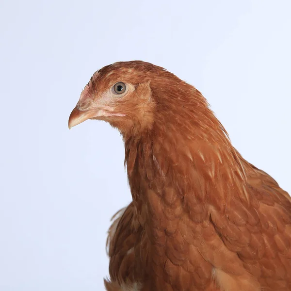 Close Portrait One Red Hen White Background Studio — Stock Photo, Image