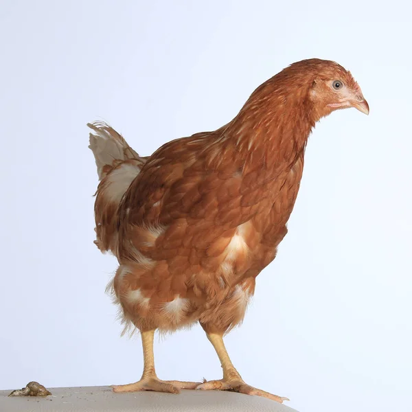 Primer Plano Retrato Una Gallina Roja Sobre Fondo Blanco Estudio —  Fotos de Stock