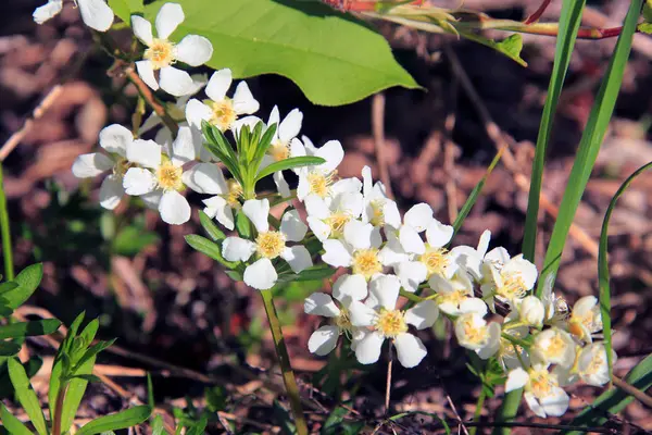 Makró Gyönyörű Virágok Madár Cseresznye Kertben Egy Napos Tavaszi Napon — Stock Fotó