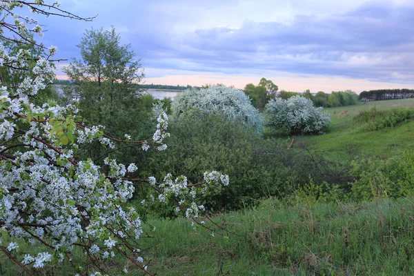 Spring Landscape Flowering Apple Trees River Bank Sunset — Stock Photo, Image