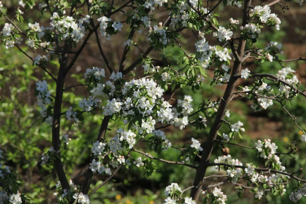 Gros Plan Branche Pommiers Fleurit Dans Jardin Printemps Dans Les — Photo