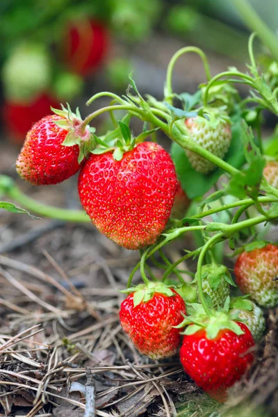 Makroreife Erdbeere Einem Strauch Sommergarten Einem Sonnigen Tag — Stockfoto