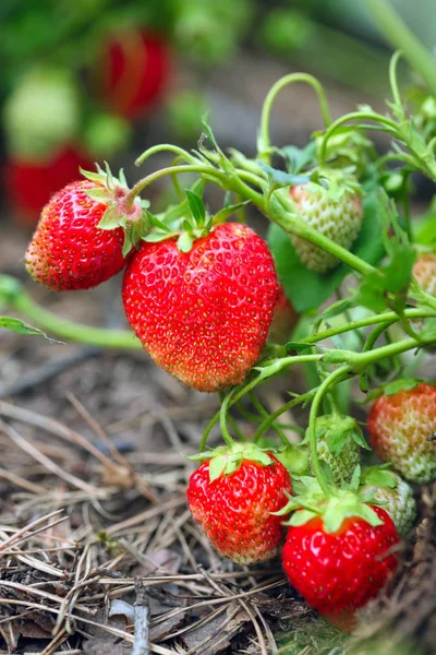 Macro Rijpe Aardbei Een Struik Zomertuin Een Zonnige Dag — Stockfoto