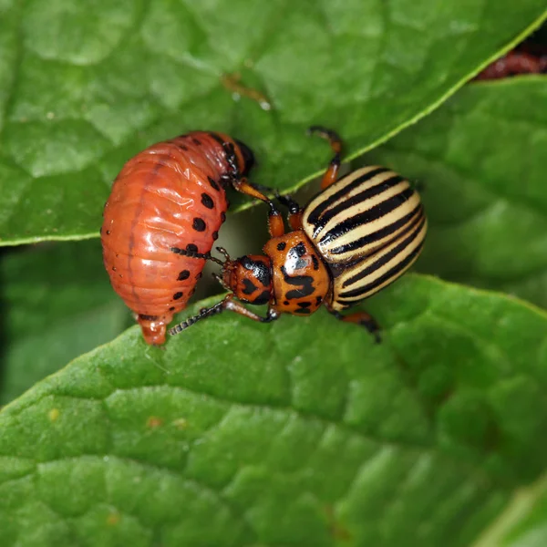 Close Colorado Potato Beetle Larvae Green Leaves Potatoes Garden Sunlight — Stock Photo, Image