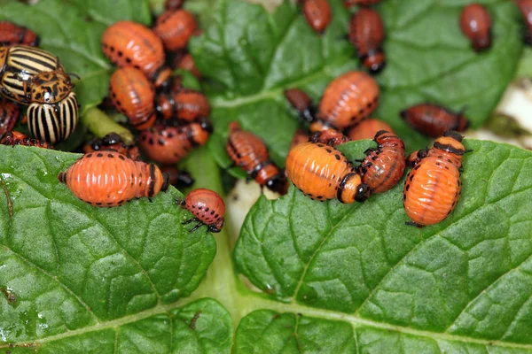 Close Colorado Potato Beetle Larvae Green Leaves Potatoes Garden Sunlight — Stock Photo, Image