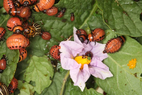 Close Colorado Potato Beetle Larvae Green Leaves Potatoes Garden Sunlight — Stock Photo, Image