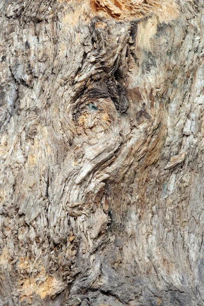 Primo Piano Struttura Isolata Vecchio Studio Albero — Foto Stock