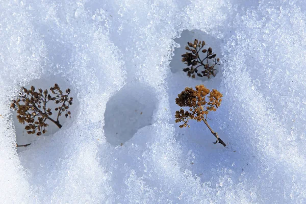 Textura Macro Bizarra Gelo Neve — Fotografia de Stock