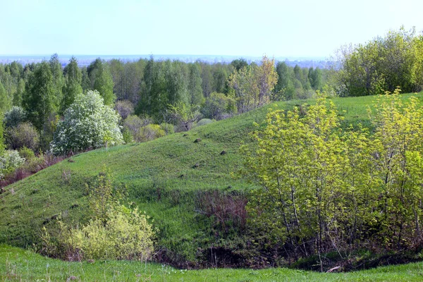 Spring Landscape Field Trees Young Leaves Blossoming Wild Apple Trees — Stock Photo, Image