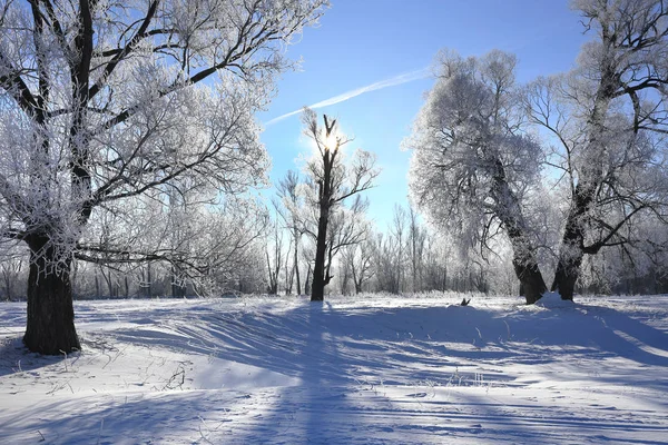 Paesaggio Invernale Gelo Querce Sole Mattinata Gelida — Foto Stock