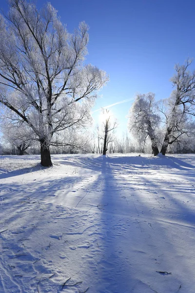 Winter Landschap Vorst Eiken Zonnige Ijzige Ochtend — Stockfoto