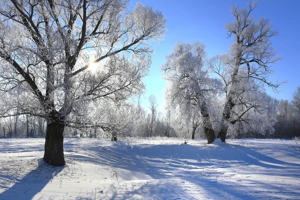 Inverno Paisagem Geada Carvalhos Manhã Gelada Ensolarada — Fotografia de Stock