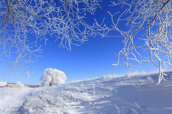 Vackra Vinterlandskap Träd Hes Det Snötäckta Fältet Solig Dag — Stockfoto